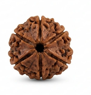Six Mukhi Rudraksha (Cheh Mukhi)