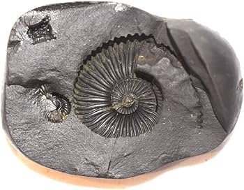 Natural Shaligram