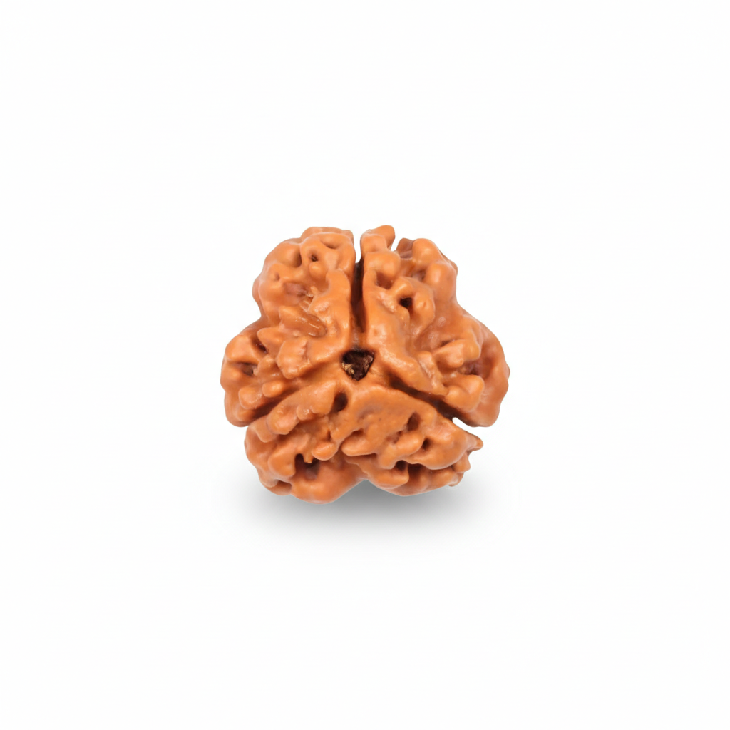 Three Mukhi Rudraksha (Teen Mukhi)