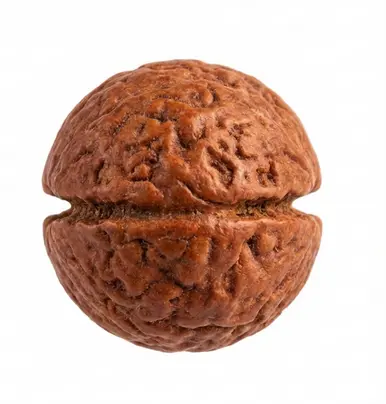 One Mukhi Rudraksha (Ek Mukhi) - 2