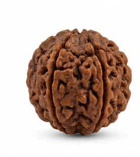 Six Mukhi Rudraksha (Cheh Mukhi) - 2