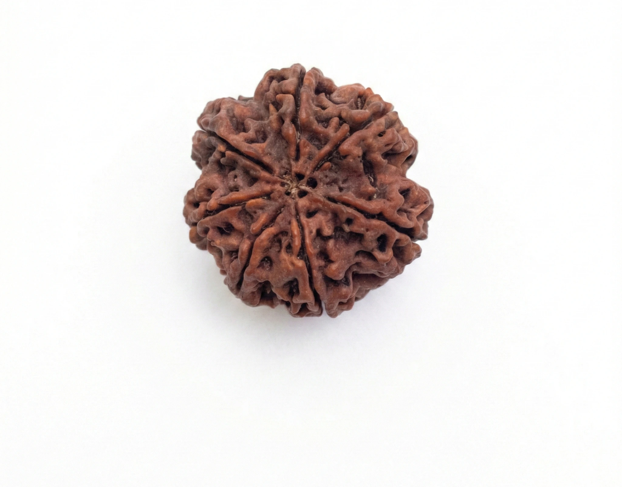 Seven Mukhi Rudraksha (Saat Mukhi)