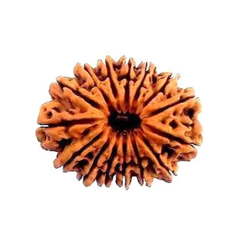 15 Mukhi Rudraksh
